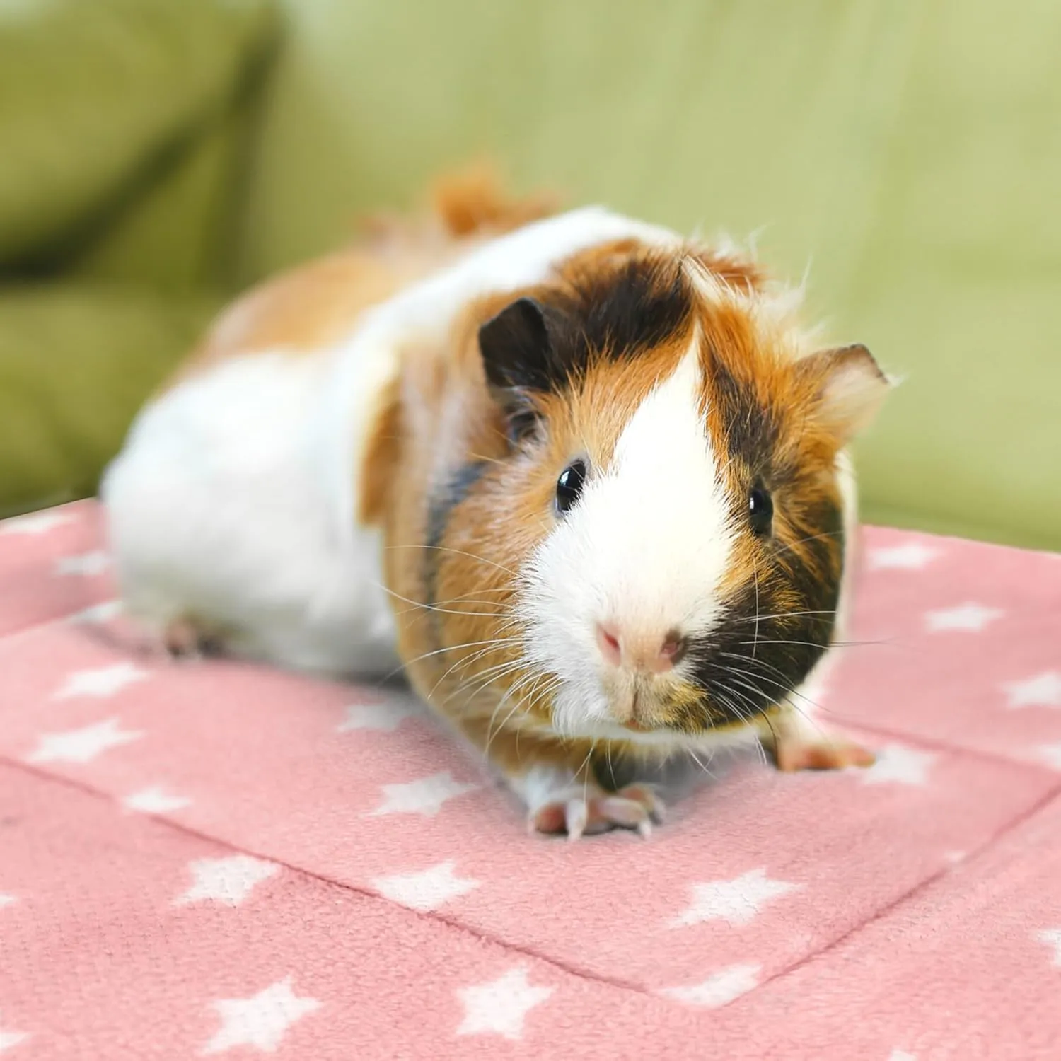 10PCS Guinea Pig Bed Soft Rabbit Bedding Cage Liner Warm Bunny Mats Pee Pads Fleece Blanket Plush Hamster Sleep Beds Ferret Squirrel Hedgehog Rat