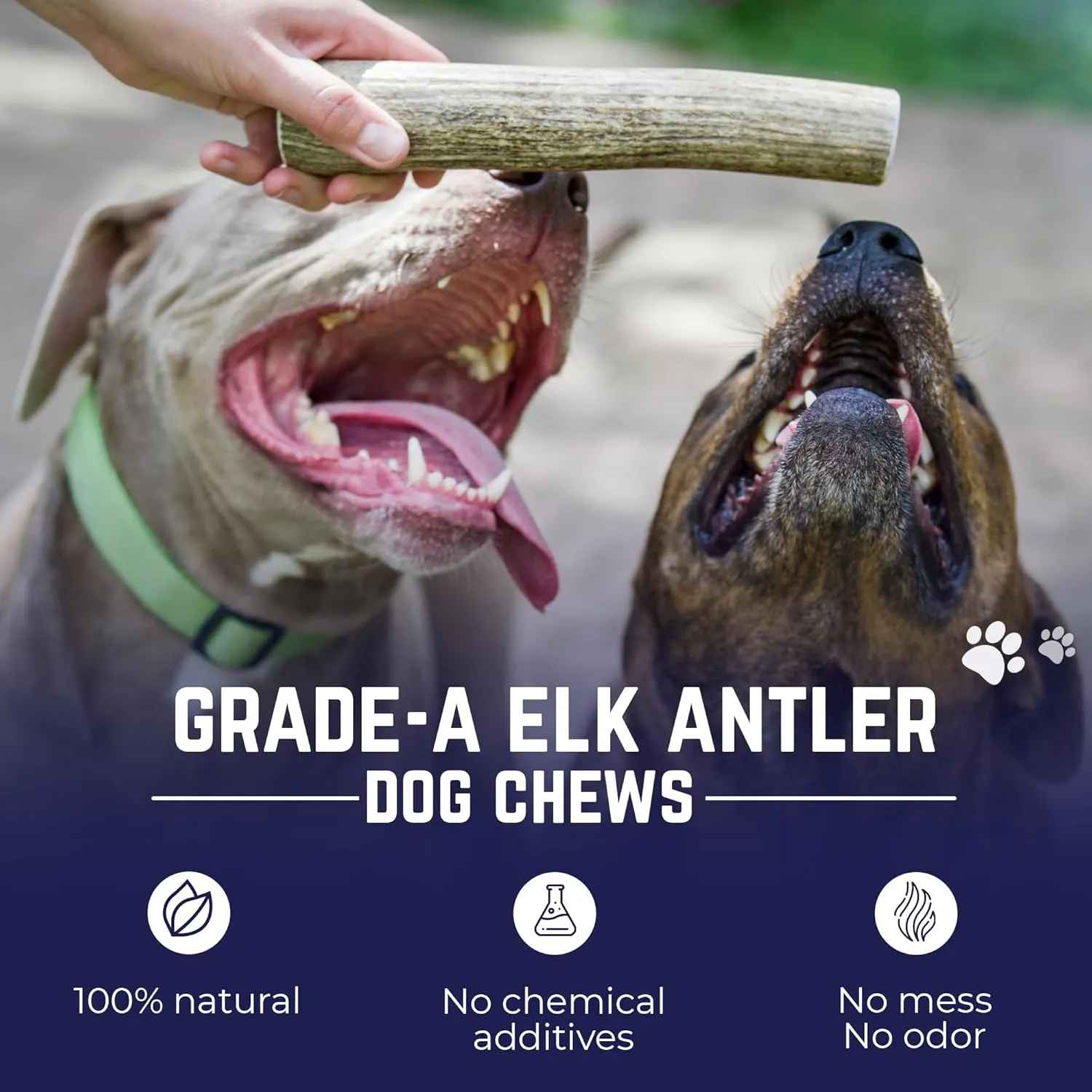Devil Dog Pet Co. Elk Antlers for Dogs, Large 6" , 1 Pack, Grade A Long Lasting Chew for Aggressive Chewers, Premium USA Naturally Shed Antler  Healthy, No Odor, Durable Dog Chew