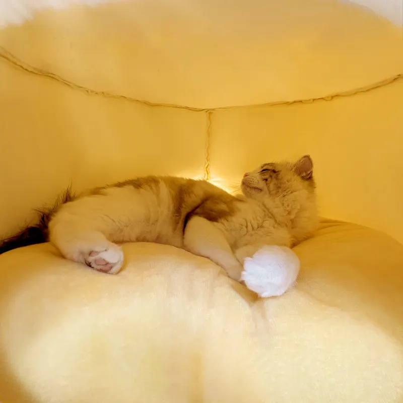 Dual-use Enclosed Pet Bed