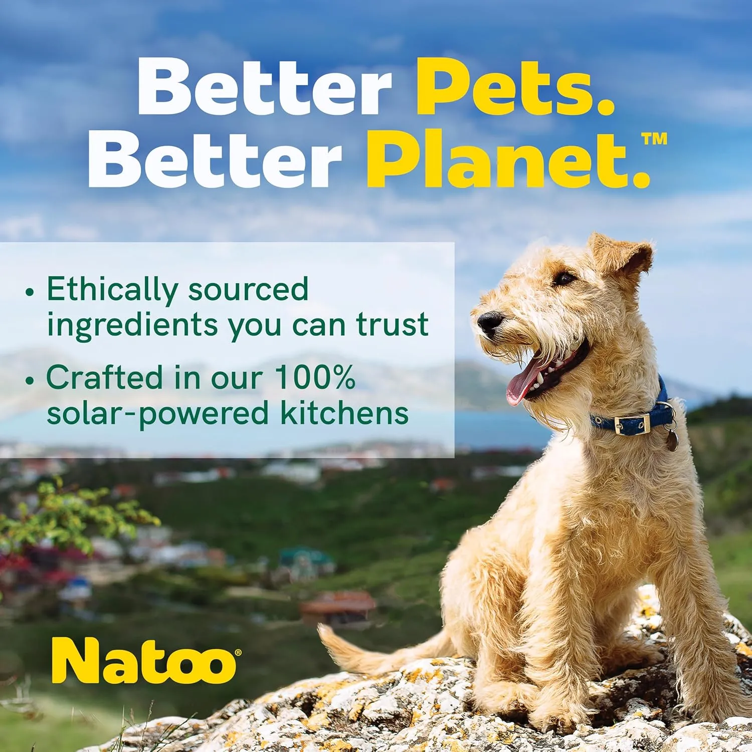 NATOO Biscuits for Small Dogs - Crunchy Treats Coconut & Mango  Healthy Natural Dog Biscuits, Rich in Omega 6, Prebiotics & Fibers, Antioxidants for Immunity (Puppies, 8 oz)