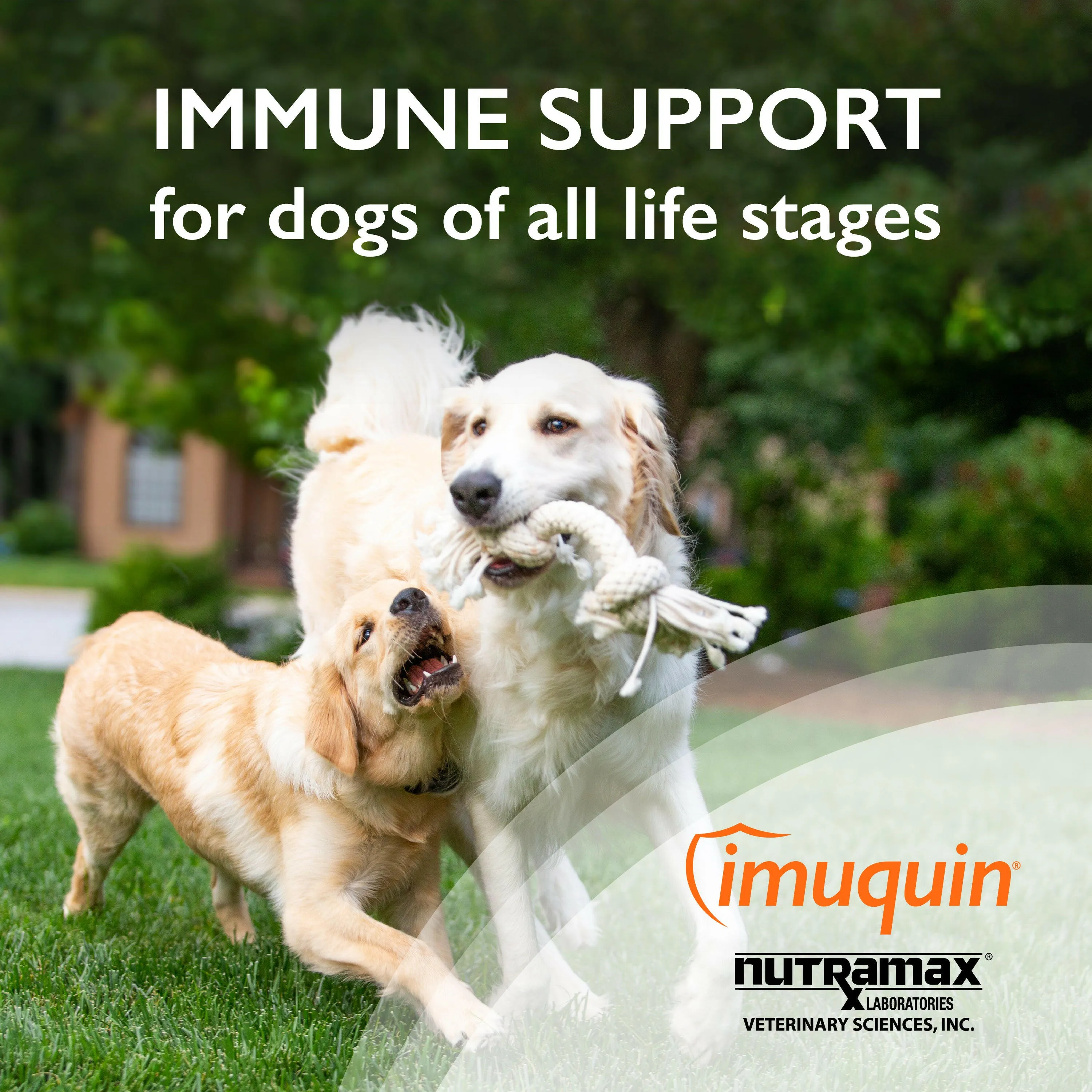 Nutramax Imuquin Immune Health Supplement Powder for Dogs, 30 Packets
